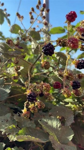 Big plump juicy blackberries…
