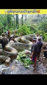 green anaconda snake #shorts #viralshorts #shortsfeed #facts