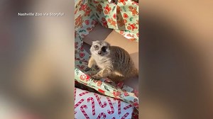 Animals at the Nashville Zoo get into the holiday spirit