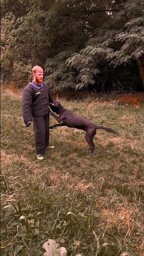 Black Malinois Protects His Handler From Attack