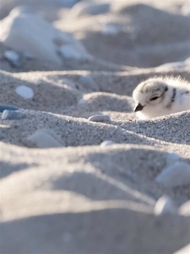 Daily Bird Show on Reels