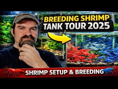 Shrimp Tank Setup & Final Room Tour for 2025 | Neocaridina, Caridina, and Opae Ula Tanks
