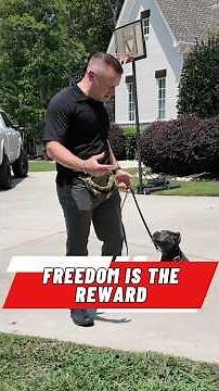 This Is How Dogs EARN Freedom!
