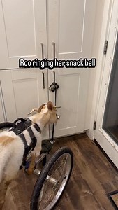 Roo ringing her snack bell. Complete with PB pretzel brain explosion 🤯. I have been promising this for a bit and finally got a chance to get it posted. Roo used to just drive over and stand at the cupboard when she wanted something. I had ordered her bells to ring when she wanted in and out of her cart and set one strand up by her bed. I decided to set the other one up for the snack cupboard. Some days I have regrets, but honestly she is so good about letting it “recharge”. She will ring it ver