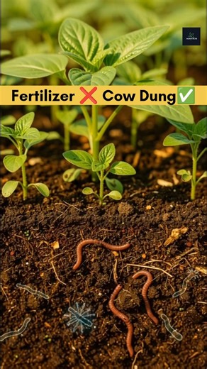 Benefits of Cow Dung over Fertilizer ☘️ by AgrofactsIndia #organicmanure #cowdung #fertilizer