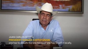 Mexican ranchers struggle to adapt as a tiny parasite ravages their cattle exports to the US