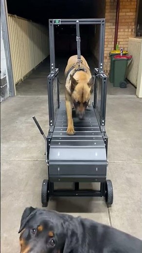 WHATTTT!!! Malinois running the Chase pro dog Slatmill/ treadmill