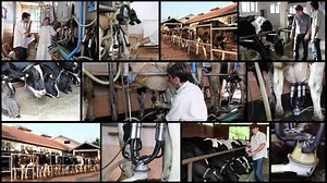 Modern Dairy Farm Dairy Farm Workersmilk Stock Footage Video (100% Royalty-free) 3253798 | Shutterstock