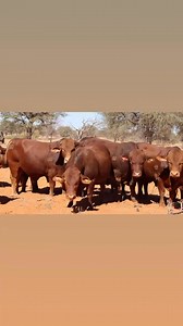 ‼‼ DROUGHT MASTER BULLS , COWS , HEIFERS AND CALVES ‼️ #fypviralシ #Available LIVESTOCK EXPORTERS SOUTH AFRICA, We are number one exporters of DROUGHTMASTER CATTLE. a few of our other Live stocks include; 1.cattle, 2.dairy, 3.sheep, 4rabbits, 5.ostrich, 6.Turkey, 7.Boer Goats And a well-developed poultry and egg industry . On all inquiries on our Premium Quality Livestock, contact; Email: info.livestockexporters@gmail.com Call / Text / Whatsapp : 27 (0) 680 718 656 ‪ 27 (0) 784 845 737‬ WhatsApp 