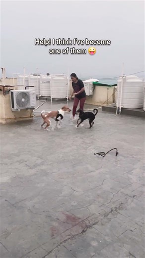 Therapy mehengi hai… yeh free hai 🐕🌧️ #pets #rescue #adoptme #youtubeshorts #cute #playing