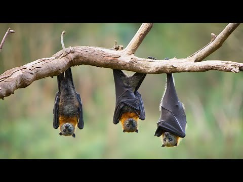 Why Bats Hang Upside Down | Animal Facts
