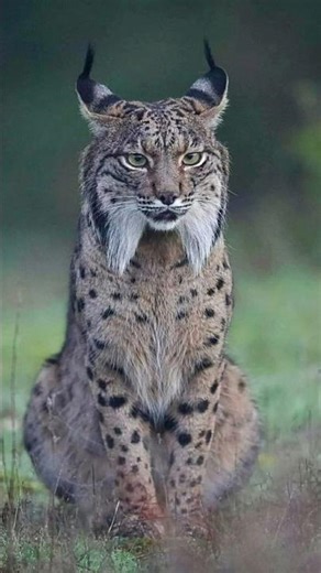 World’s Deadliest Lynx… You Won’t Expect This 😨