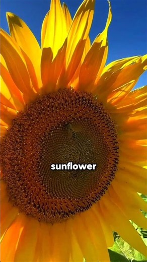 Top 3 Flowers You Can Grow In September 2026 | Gardening Tips 2026