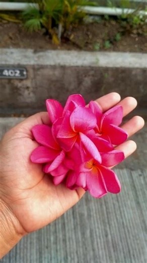 Nature’s therapy, no filter needed 🌸 #flower#trending#viral #shortsfeed #flowerpic #nature #ytstudio