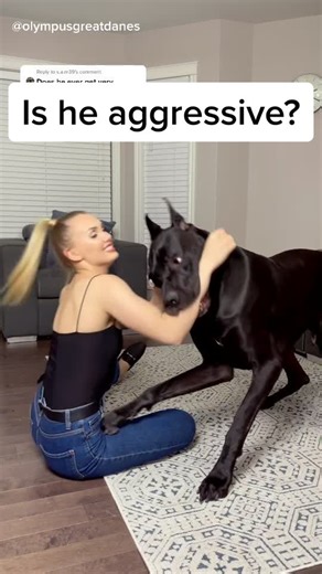 Great Dane Behavior: Protective Yet Gentle