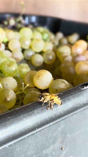 The Bees Love Our Sweet Grapes 🐝🍇🍯