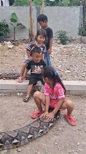 Some Kids Grow Up With Giant Pythons as Pets