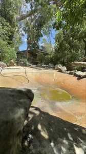 Behind the scenes, time-lapse: pelican pond clean-up 😶‍🌫️🧹💧 #pelican | Gorge Wildlife Park