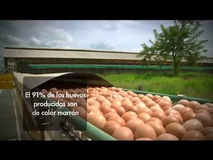 Industria Del Huevo En Colombia
