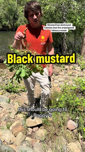 Every time I see a invasive plant in California I remove it. Invasive mustard is taking over California and the west coast. You can find mustard in the old growth redwood forest stealing water for native flora , and in the valley where mustard takes over millions of acres that used to be native grasslands. Invasive black mustard first arrived in California during colonization when the Spanish missionaries brought it as a food crop. But it has now taken over the state. Where like invasive eucalyp