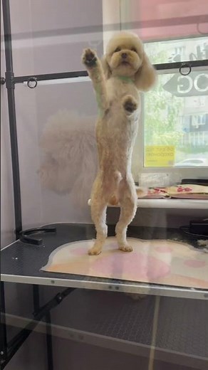 💛 Maltipoo Stepan’s Sweet Grooming Makeover | From Fluffy to Adorable ✂️🐶