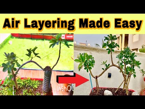 🌿✨ Air Layering Made Easy! | Grow Roots on Any Branch 🌱 Step-by-Step Guide 🔥
