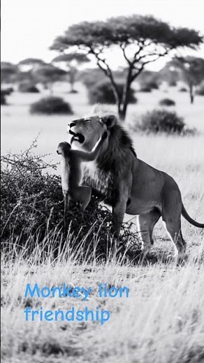 monkey lion friendship