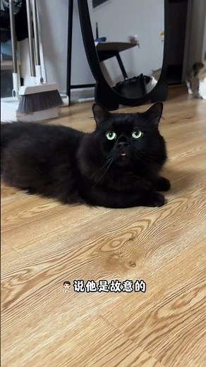 Meet Mimi: The Cutest Mini Dwarf Cat