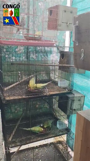 19K views · 1.1K reactions | Winter Care , Exotic Birds, Diet Change in Winter ☃️❄️ | Pet Guruji | Facebook