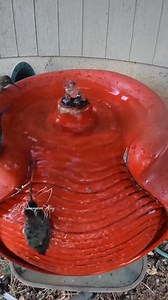 #Hummingbird #HummingbirdsOfCalifornia | HV Hummingbird Alley