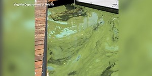 Unprecedented levels of harmful algae in Smith Mountain Lake cause swimming advisory