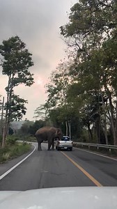 265K views · 1.8K reactions | ELEPHANT - A Facebook user posted a warning about a wild elephant checking vehicules on the Sai-en-Hub-Tao route (Pa La-U checkpoint). cr : teacher_bpp on TikTok vt.tiktok.com/ZSMVxswXL | Stay in Thailand | Facebook