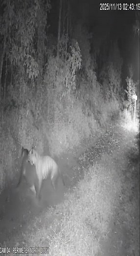 CCTV camera at a remote jungle outpost captures a tiger ambushing a wild boar