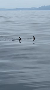 Two underwater witches or Swordfish sighting? 🤔 🧙🧙⚔️🐟 Always such a cool experience when we see a Swordfish cruising around in its natural habitat! #witch #swordfish #oceanside #whalewatching #oside #seasonofthewitch #naturephotography | Oceanside Whale Watching