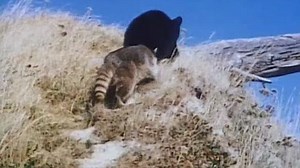 История о двух животных / A Tale of Two Critters (1977)