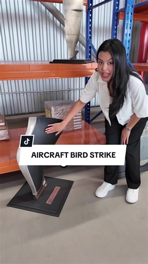 Understanding Aircraft Bird Strikes and Their Risks