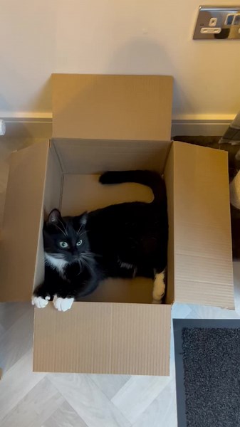 Maggie loves an empty boc