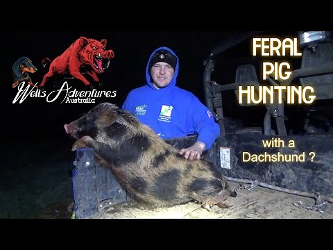 Hunting Feral Pigs Northern New South Wales Australia