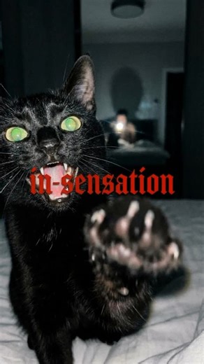 cat stole my album on Instagram: "to the hellfire cats. #catsofinstagram #lornashore #metal"