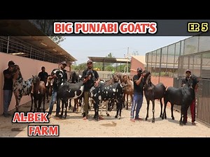 Big Punjabi Goat's Lot At Al Bek Farm India's Biggest Goat Farm