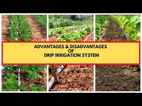 Drip Irrigation: Advantages and Disadvantages of Drip Irrigation Systems