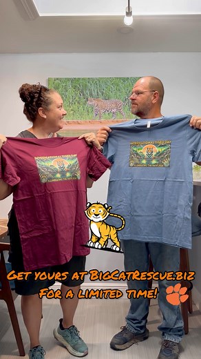 🐯International Tiger Day merchandise is available for a limited time at BigCatRescue.biz [https://big-cat-rescue.myshopify.com/collections/international-tiger-day]. Find out more at BigCatRescue.org/TigerDay #BigCatRescue #InternationalTigerDay #Tiger #ShopOnline #Shopping #Shopify #Support #JamieVeronica #VictorAlonso #CaroleBaskin | Big Cat Rescue