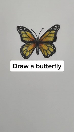 How to Draw a Realistic Butterfly in Easy Steps