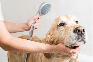 These are the top rated dog groomers in Sheffield - and how much they cost