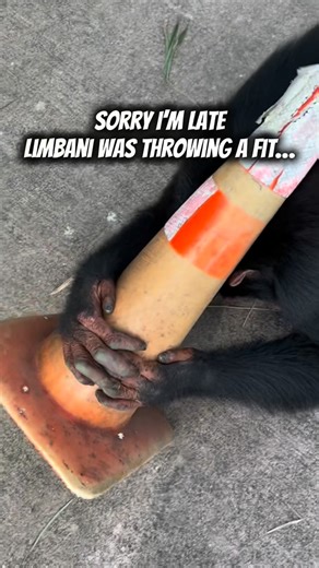 Nathan Burke on Instagram: "These fits are out of hand…. • • • #fit #outfit #costume #animals #chimpanzee #ape #monkey #funny #play #halloween #batman #cowboy"