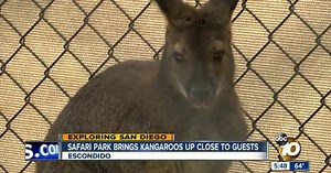 Safari Park prepares to open Walkabout Australia