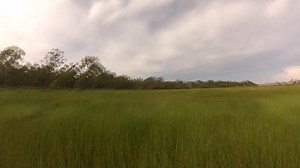 Hunt, pig , boar australia, pig dogs, atv, utv , buggy, quad angry, hunting | Hogs Dogs & Quads