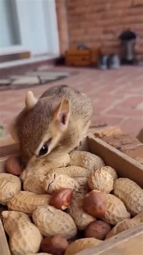 adorable chipmunk throws away almond and Squirrel takes a peanut! chipmunk only wants hazelnuts ha | Nick Chippie