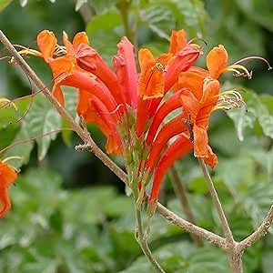 CHUXAY GARDEN Tecoma Capensis-Cape Honeysuckle,Cape Trumpet,Cape Honeysuckle 10 Seeds Privacy Screen Plant Great for Garden or Road Edges Landscaping Rocks