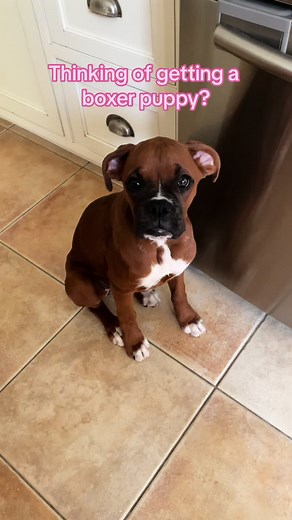 6-Month Update on Boxer Puppy